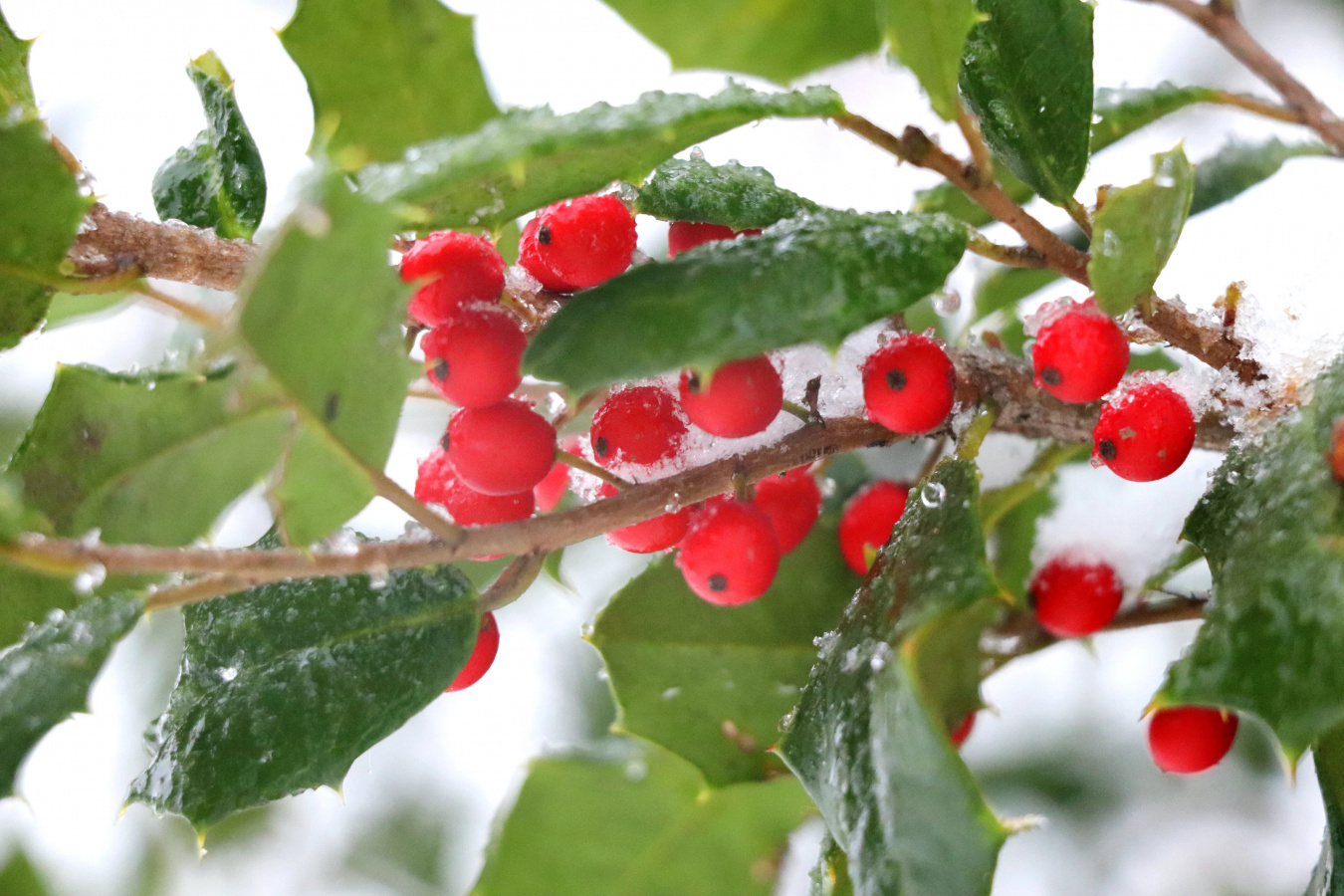 Good Tidings Of Great Joy